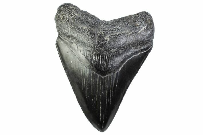 Serrated, Fossil Megalodon Tooth - South Carolina #374102